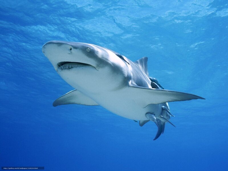 Broadnose Shark Swimming — Blue, Calm