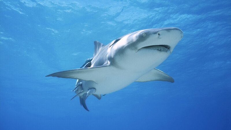 Broadnose Shark Swimming — Blue, Serene