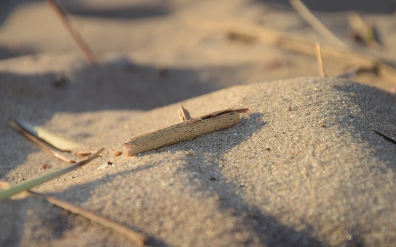 Broken Bamboo Stick