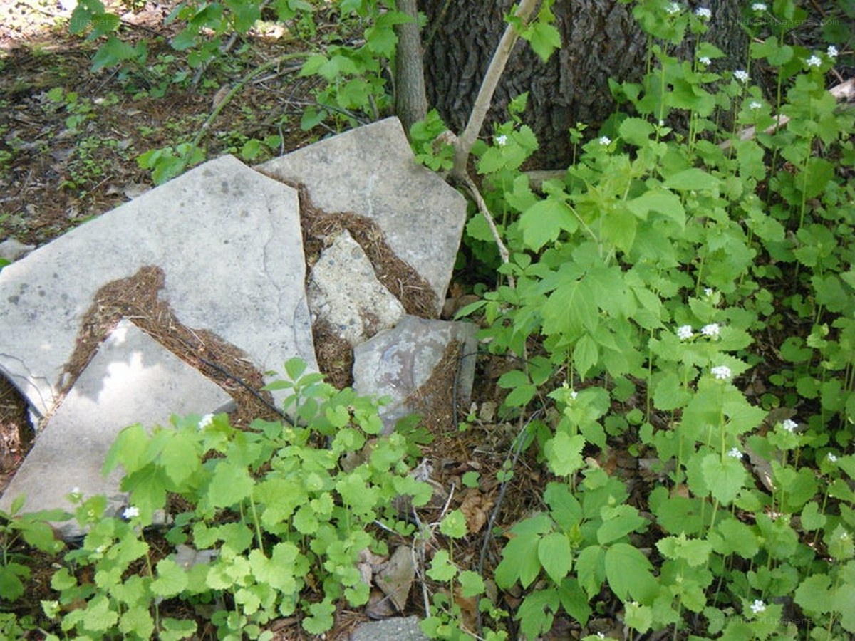 broken concrete in forest