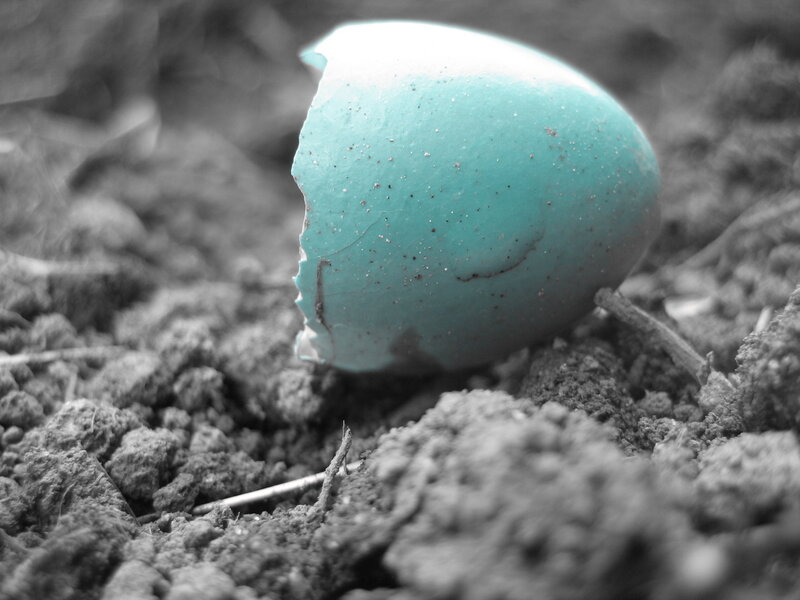 broken eggshell on soil