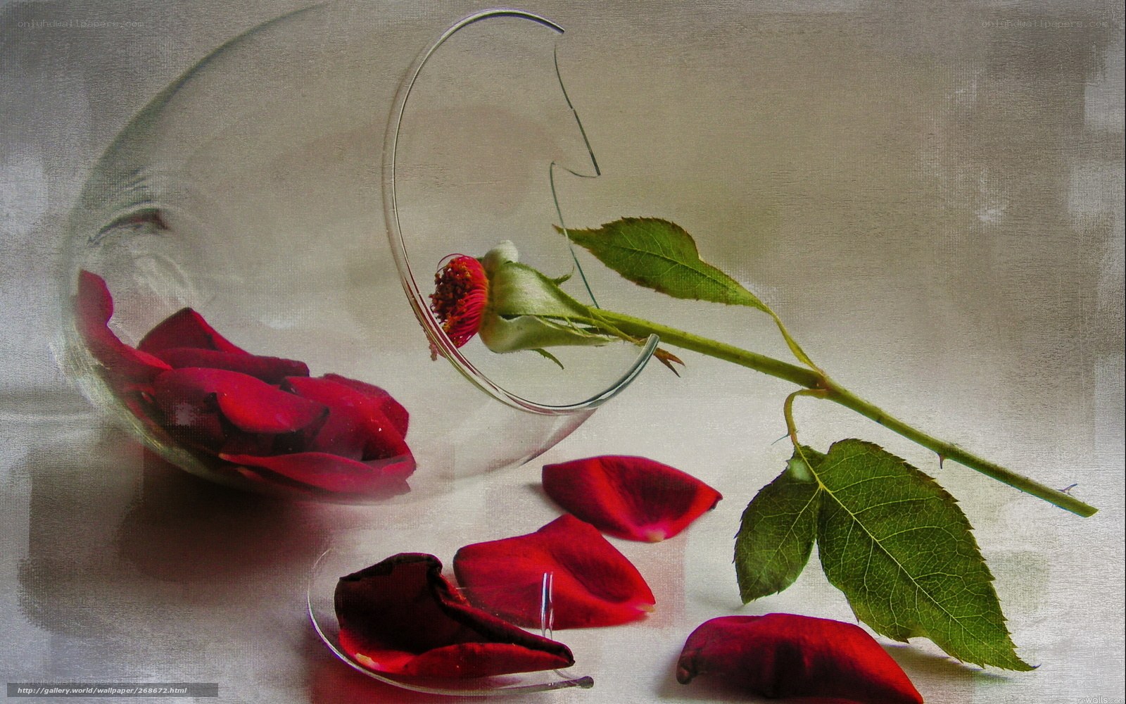 Broken glass with rose petals