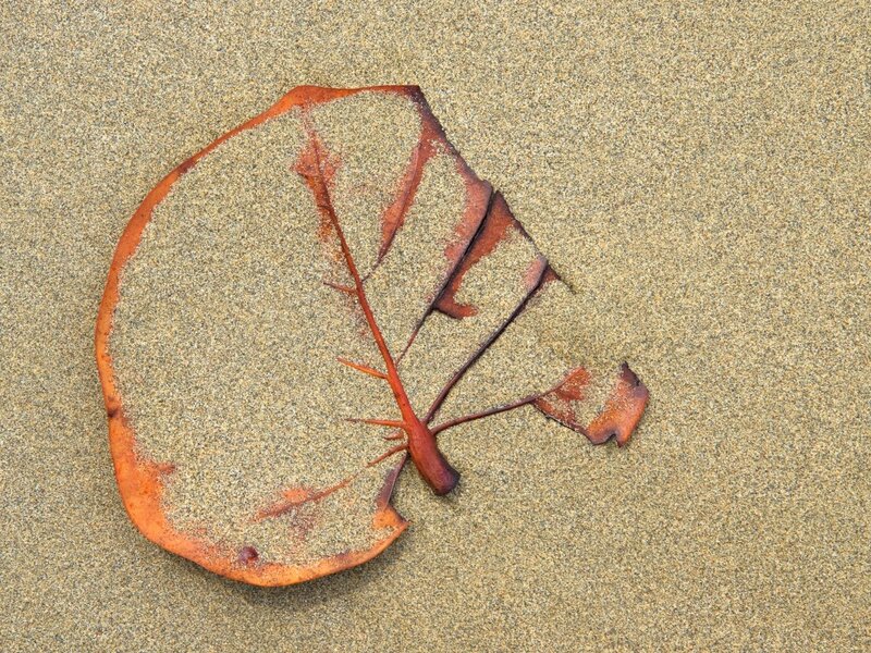 Broken Leaf on Sand