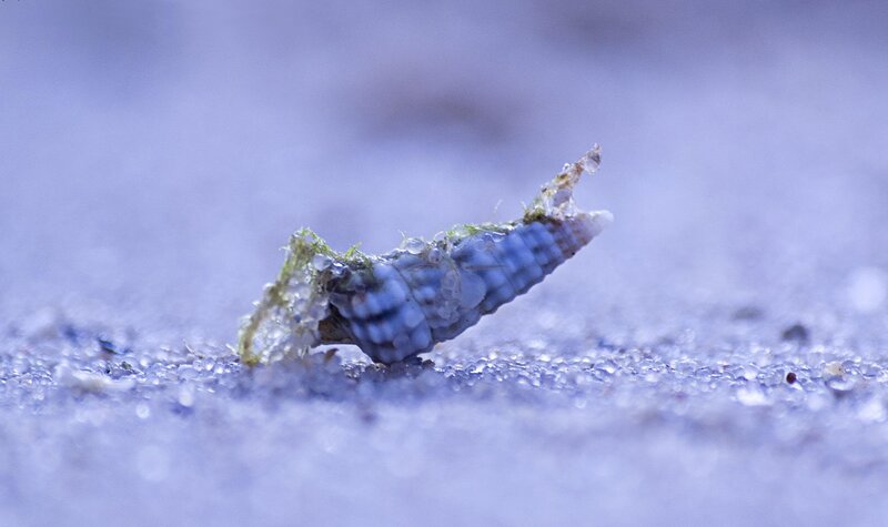 Broken Seashell on Sand — Blue