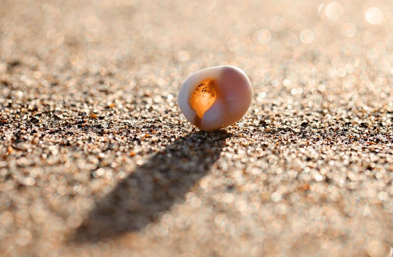 Broken Seashell on Sand — Brown