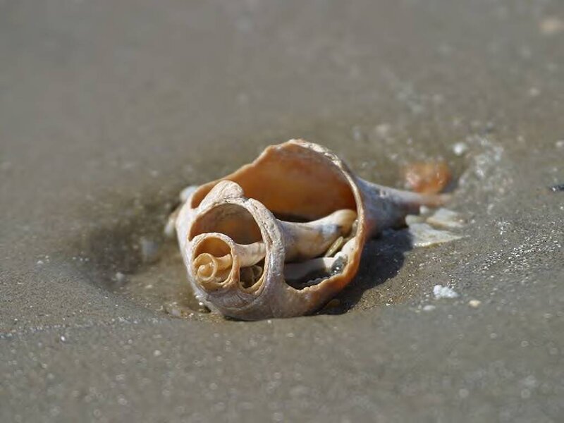 Broken Seashell on Sand