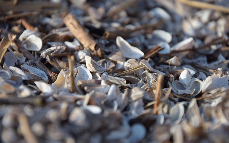 Broken Seashells and Twigs