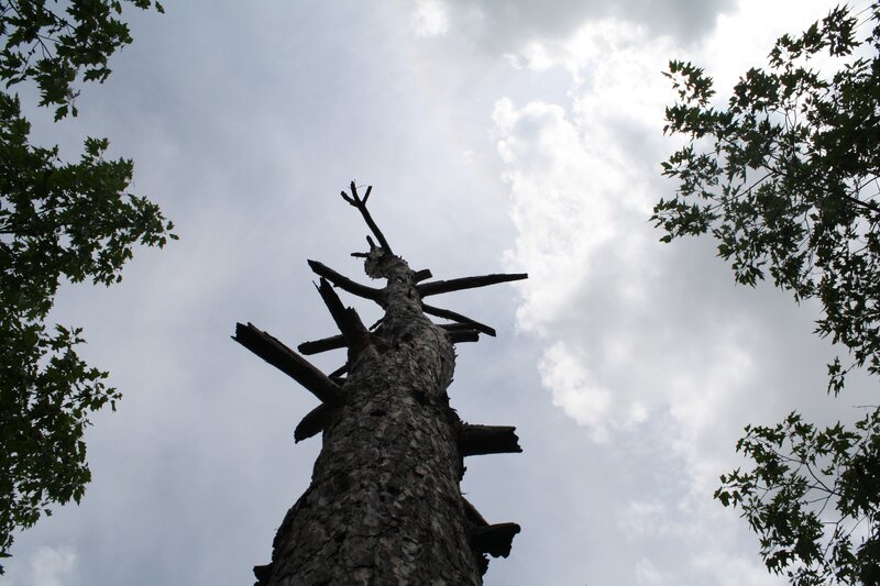 Broken tree against cloudy sky