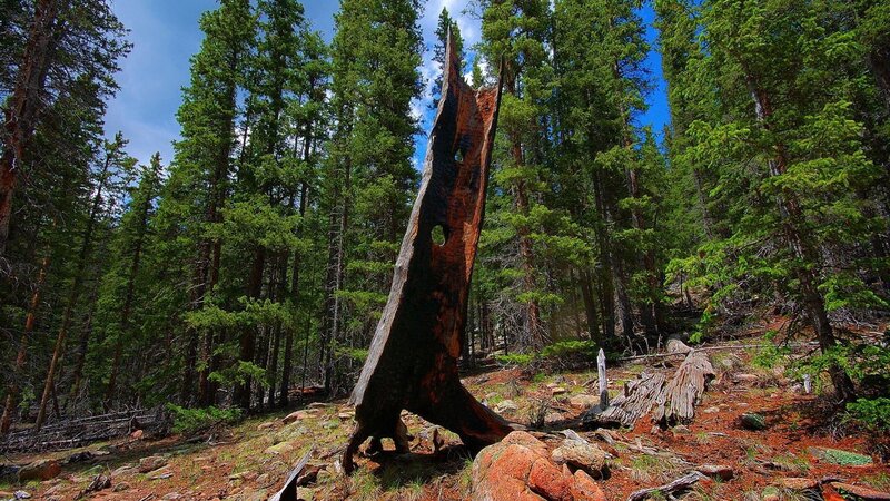 Broken tree in forest
