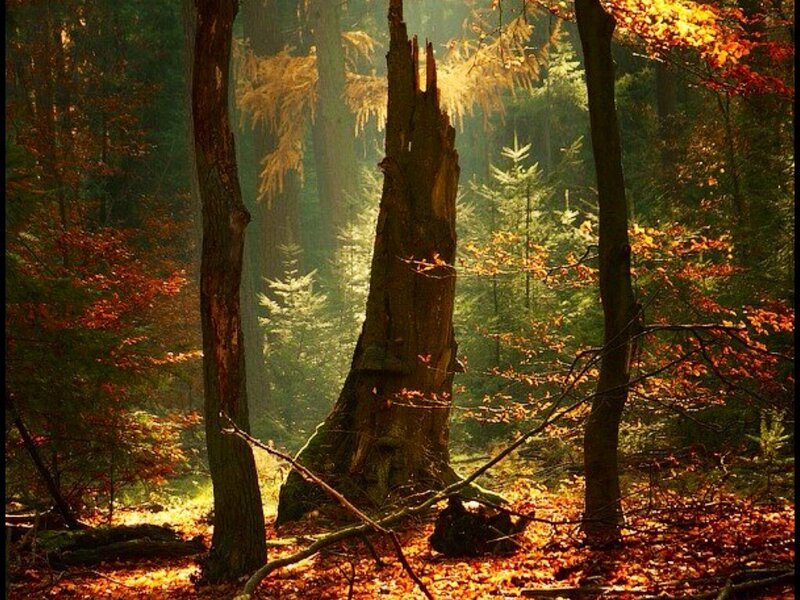 Broken Tree in Forest — Brown
