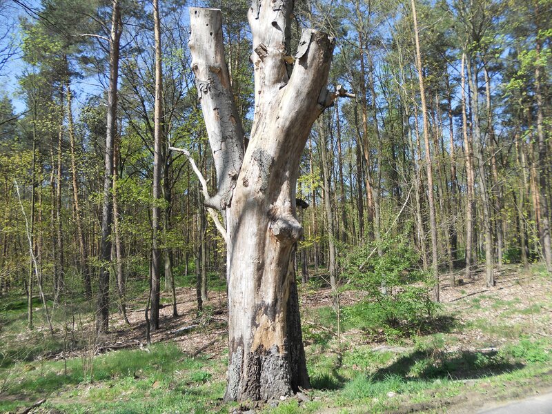 Broken Tree in Forest — Green, Natural