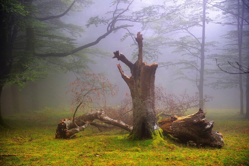 Broken Tree in Forest — Green