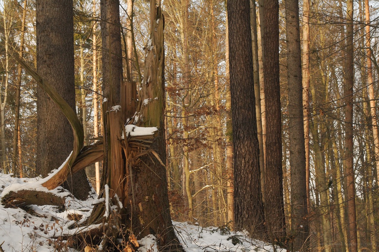 Broken tree in snowy forest