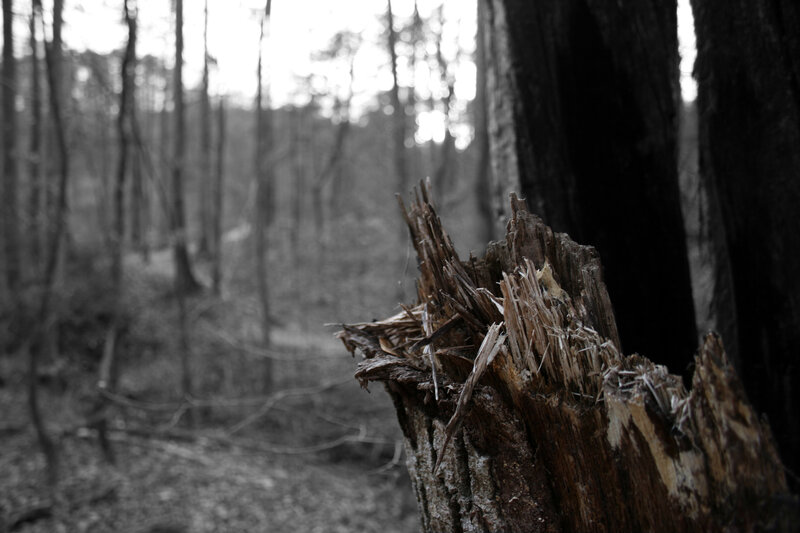 broken tree stump in forest