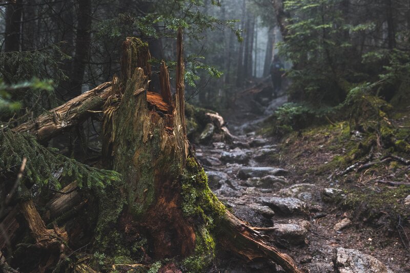 Broken Tree Stump