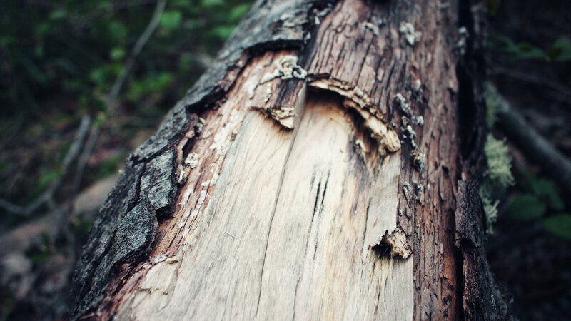 Broken Tree Trunk — Brown