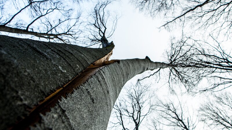 Broken Tree Trunk — Gray