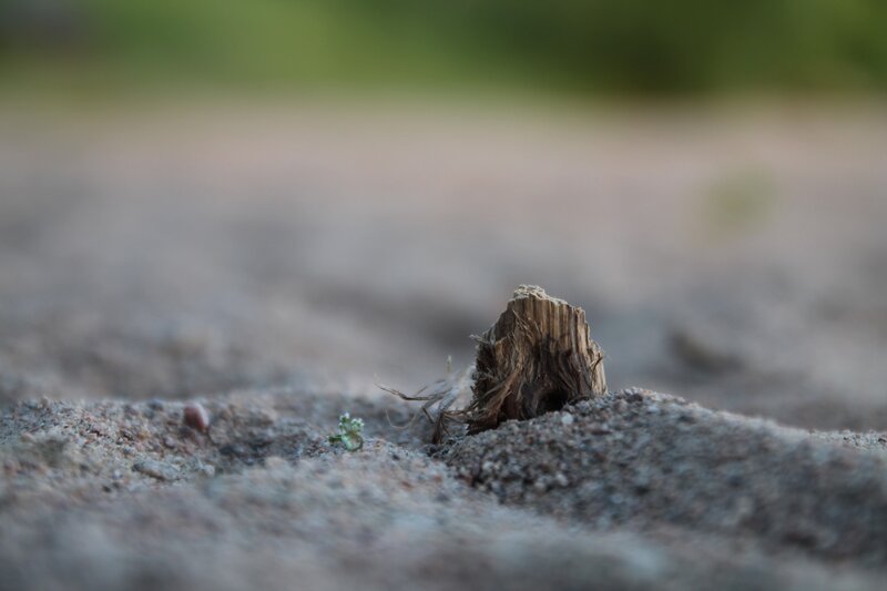 Broken Twig in Sand