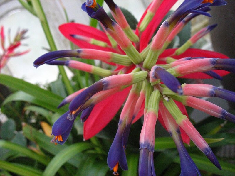 Bromeliad Flower Bloom