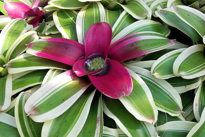 Bromeliad Flower