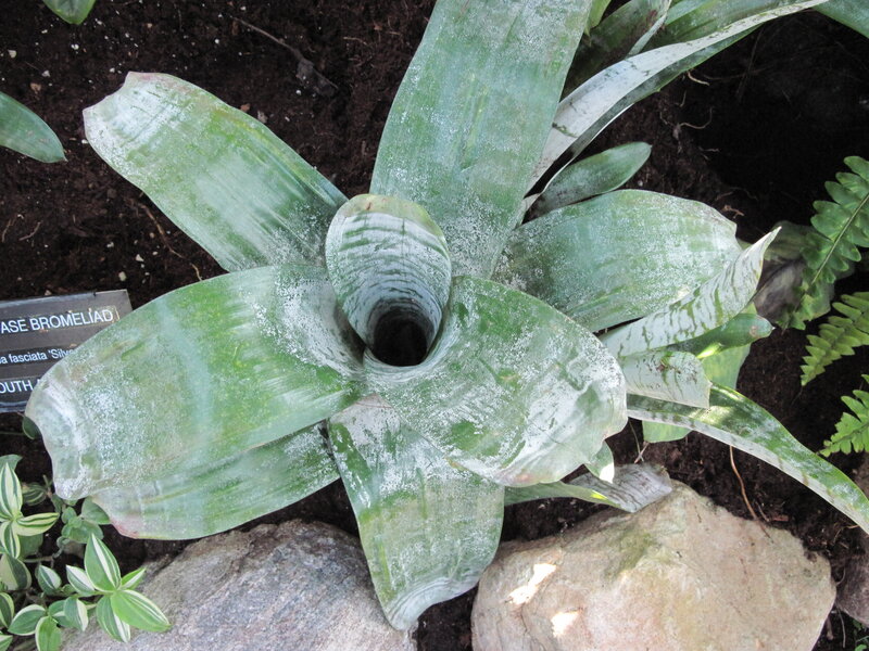Bromeliad Plant