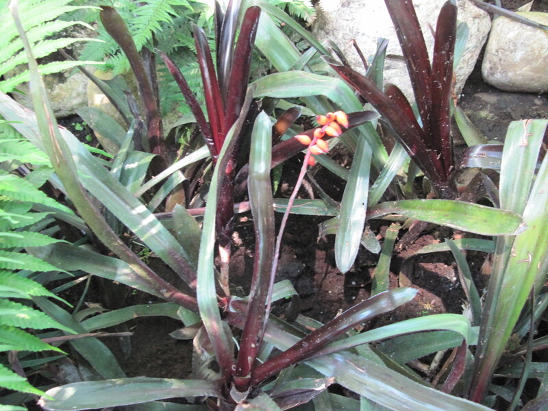 Bromeliad Plant with Flowers