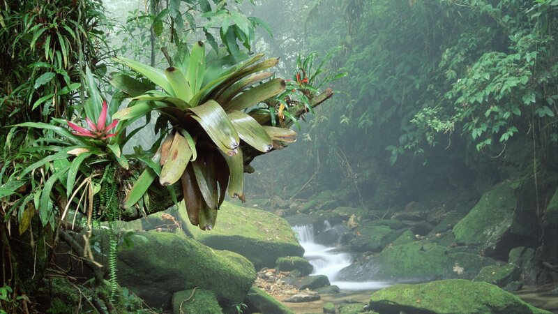Bromeliad Plants in Jungle