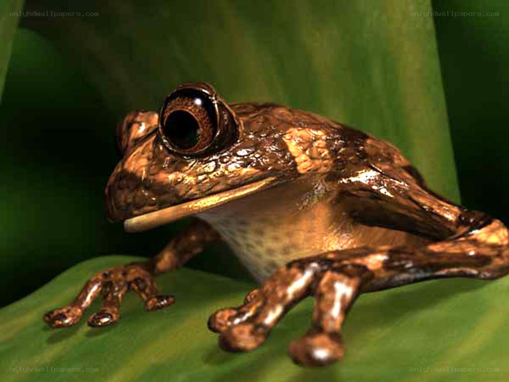 bronze frog on green leaf