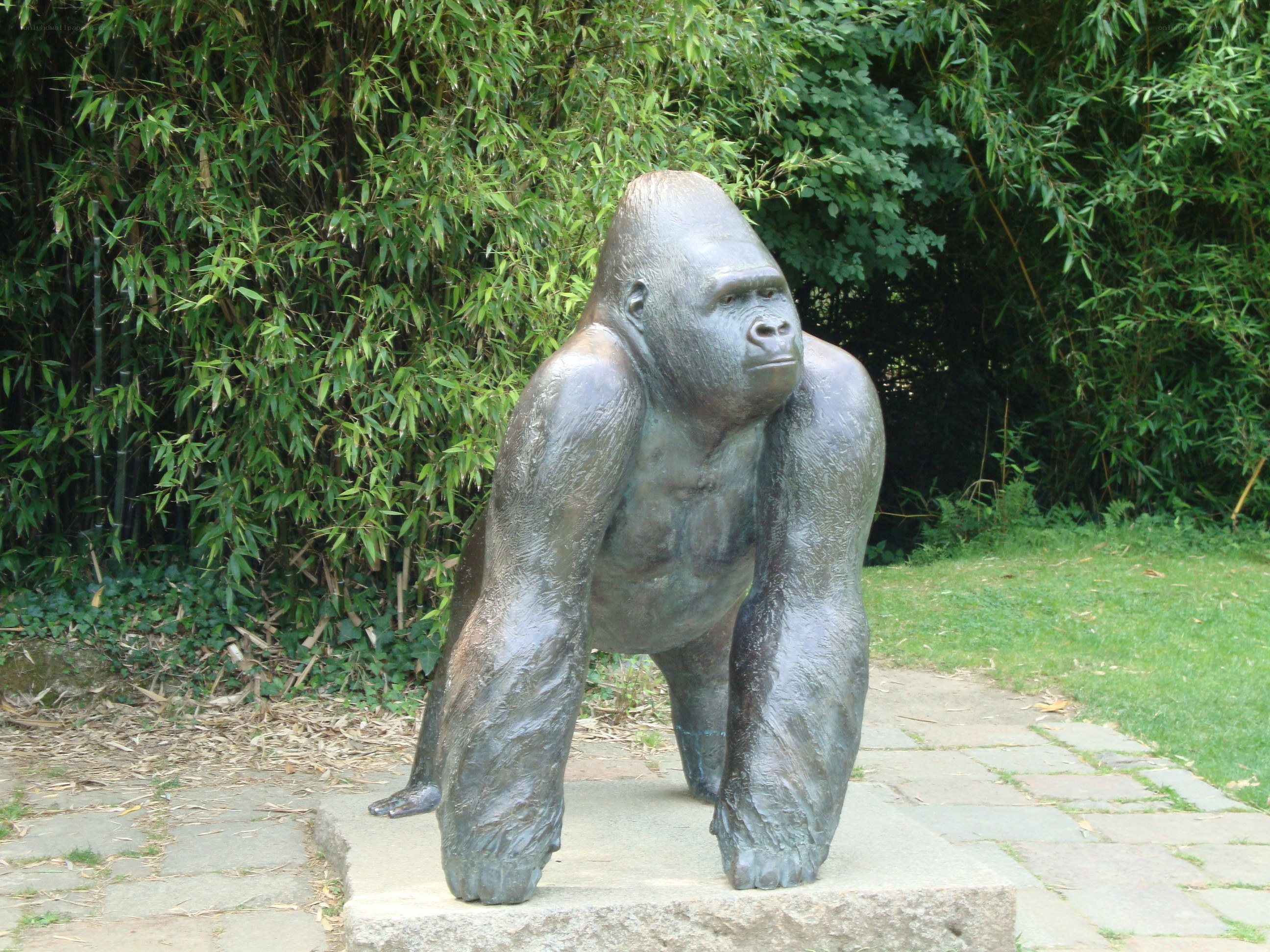 Bronze gorilla statue in garden