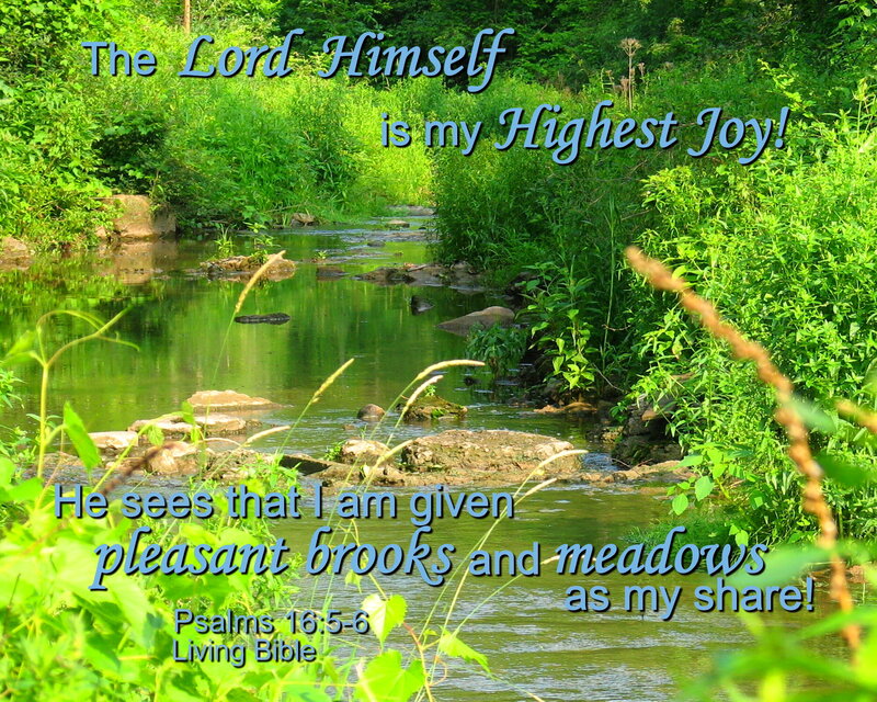 Brook in Green Forest