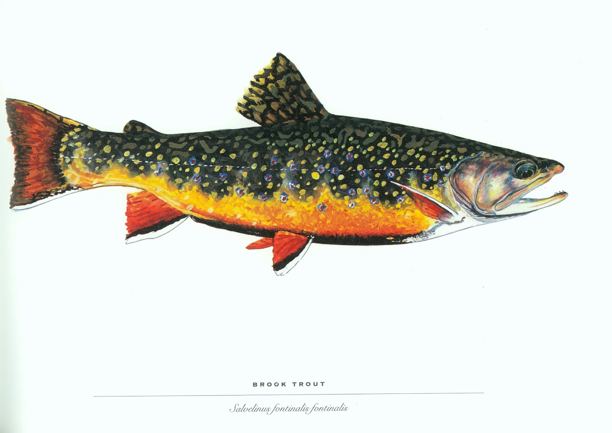 Brook Trout Illustration