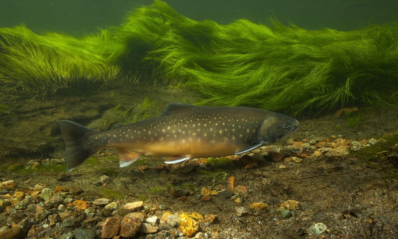 Brook Trout Swimming