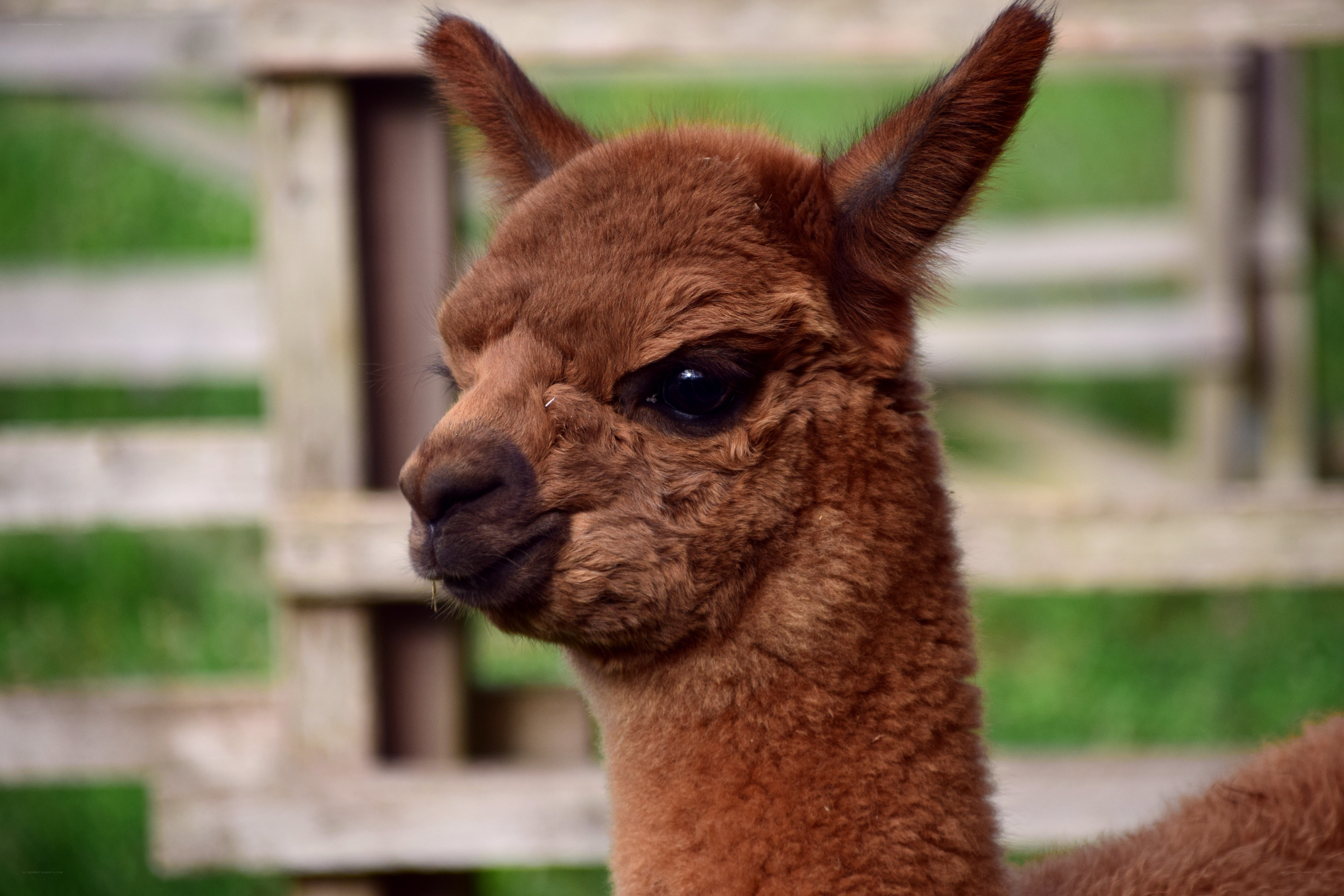 brown alpaca in enclosure