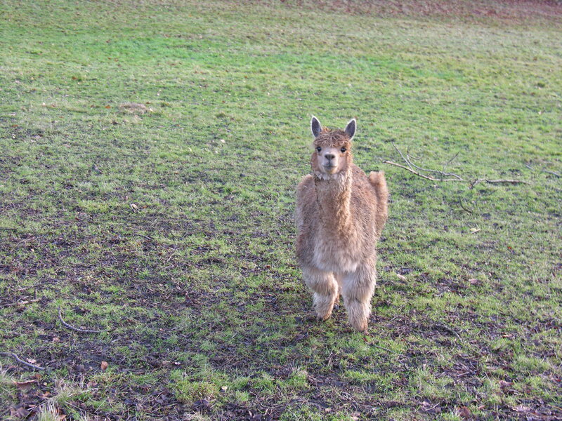 Brown Alpaca in Field