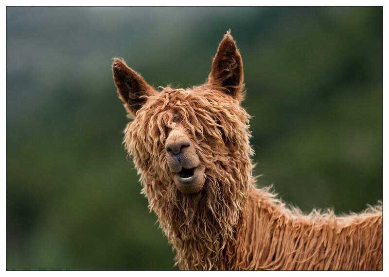 Brown Alpaca