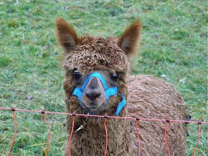 Brown Alpaca with Blue Halter
