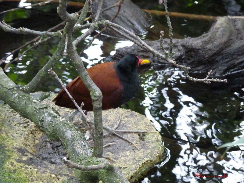 Brown and Black Bird