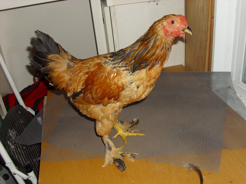 Brown and Black Chicken — Neutral, Photograph