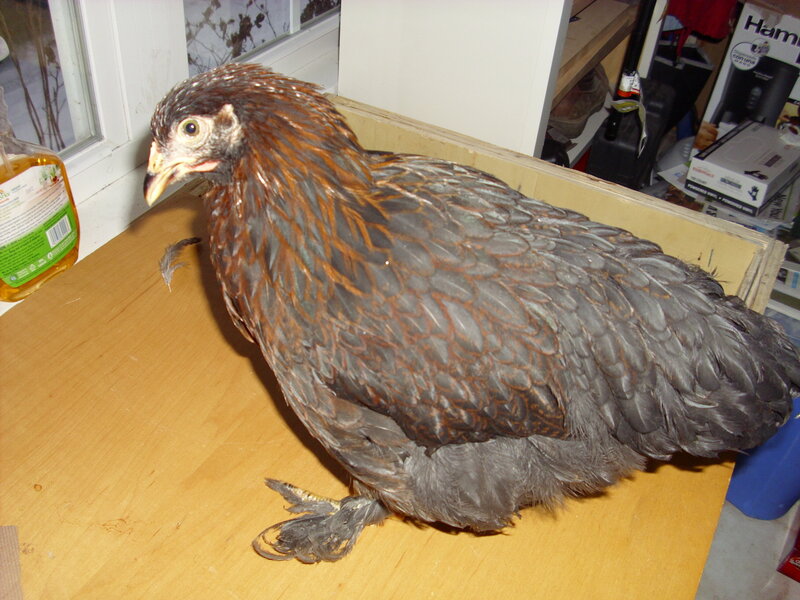 Brown and Black Chicken — Neutral