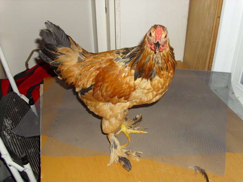 Brown and Black Chicken