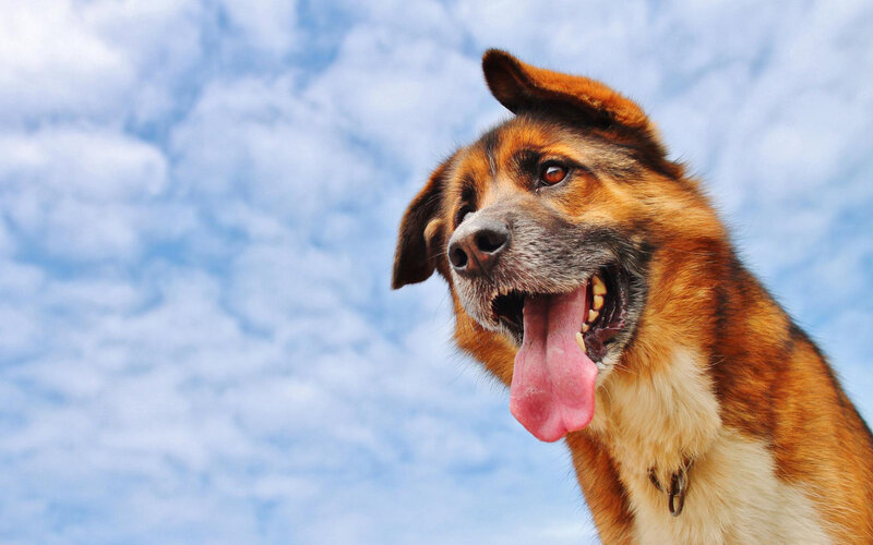 Brown and Black Dog — Blue, Calm