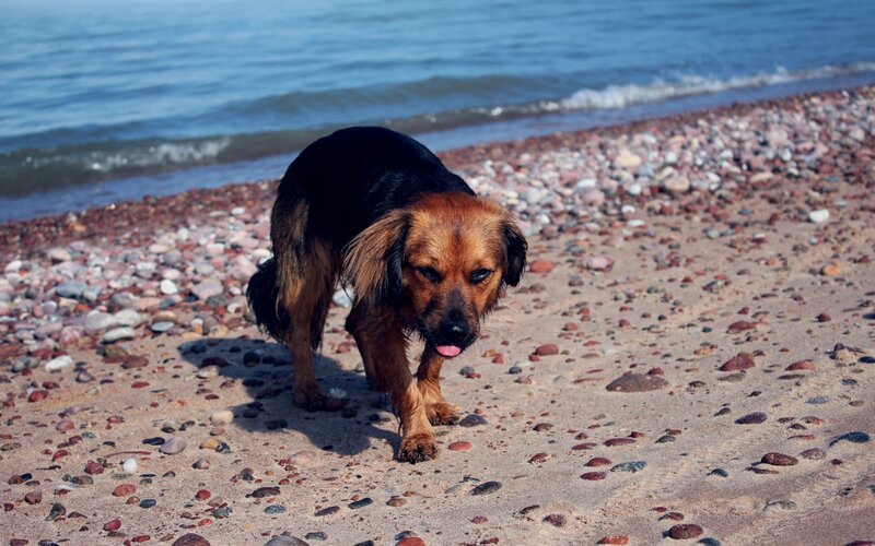 Brown and Black Dog — Calm, Afternoon, Photograph, Beach