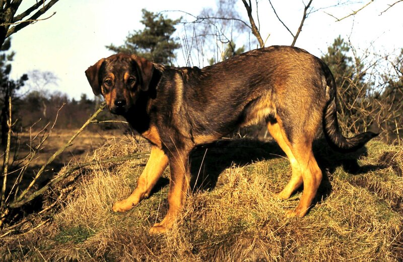 Brown and Black Dog — Calm, Afternoon