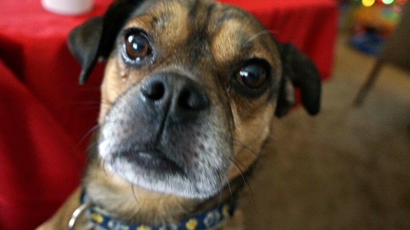 Brown and Black Dog — Calm, Photograph, Red Tablecloth