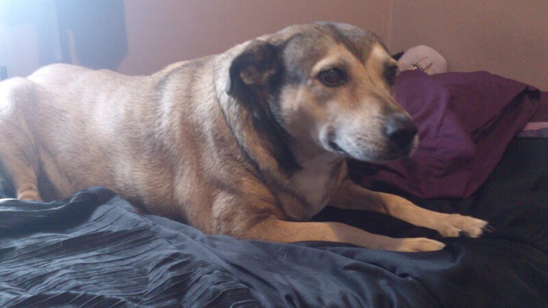 Brown and Black Dog — Calm, Photograph