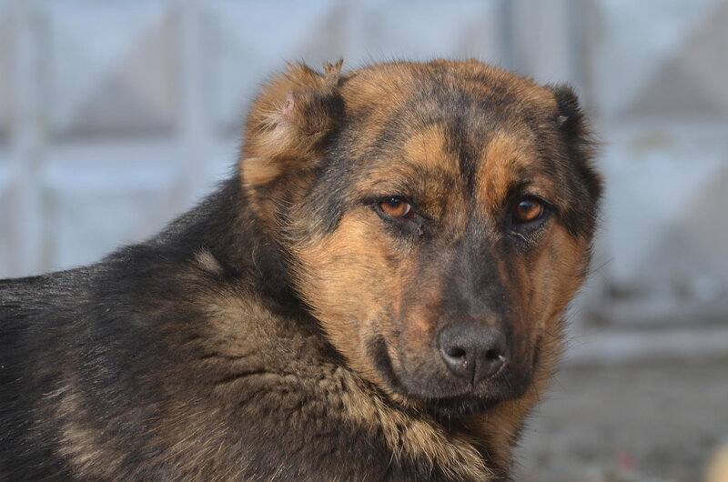 Brown and Black Dog — Calm, Photograph, Wall