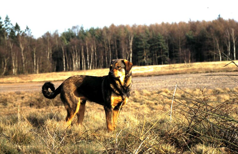 Brown and Black Dog — Calm