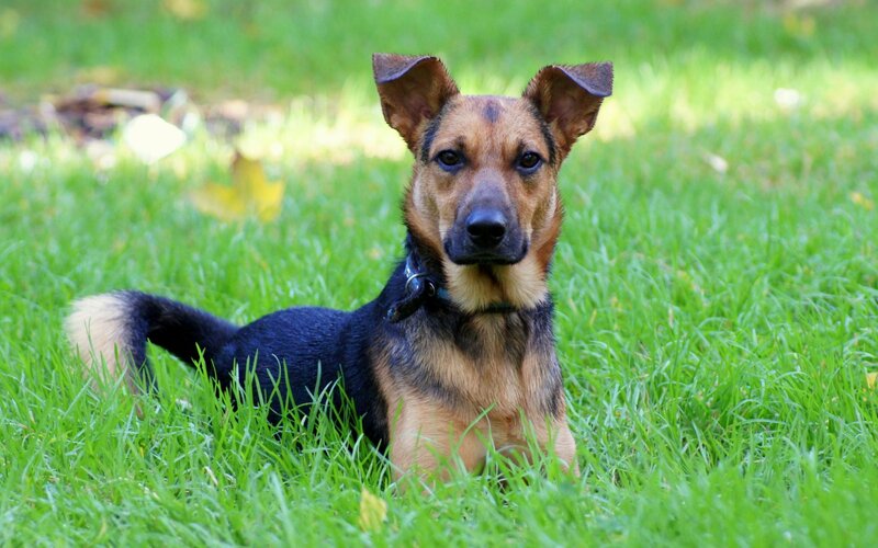 Brown and Black Dog — Green, Calm