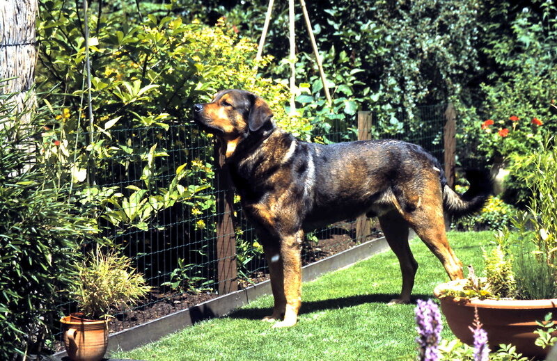 Brown and Black Dog — Green