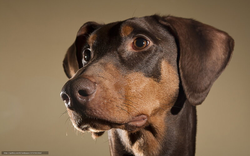 Brown and Black Dog — Neutral, Photograph, Close-up